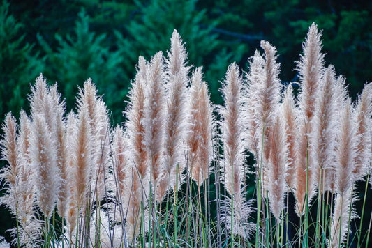 Pampas grass is ready in Thailand 2024