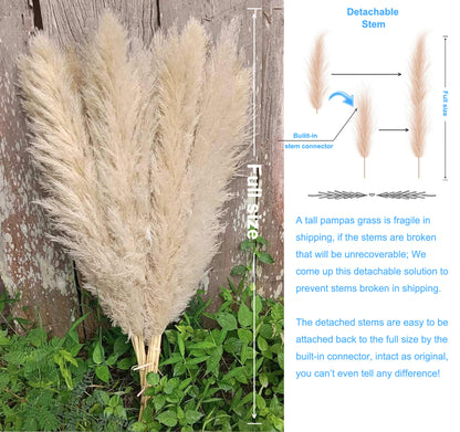 10 Stems natural beige pampas grass dried plants