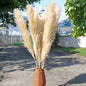 Customize 10pcs 4 feet dye to colors pampas grass dried flowers