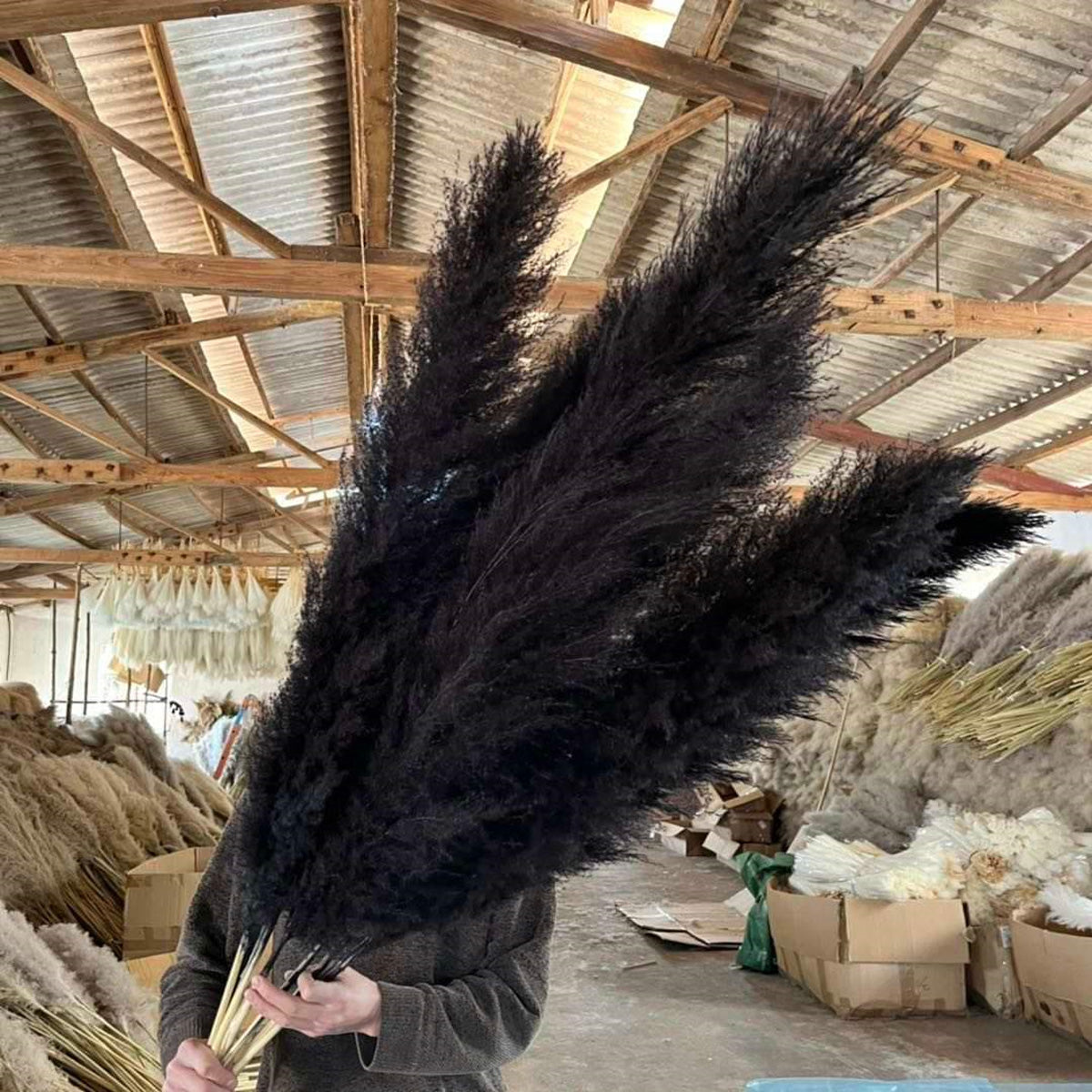 10 Stems dyed black pampas grass dried plants