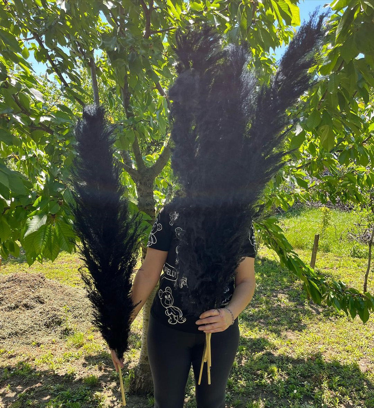 10 Stems dyed black pampas grass dried plants