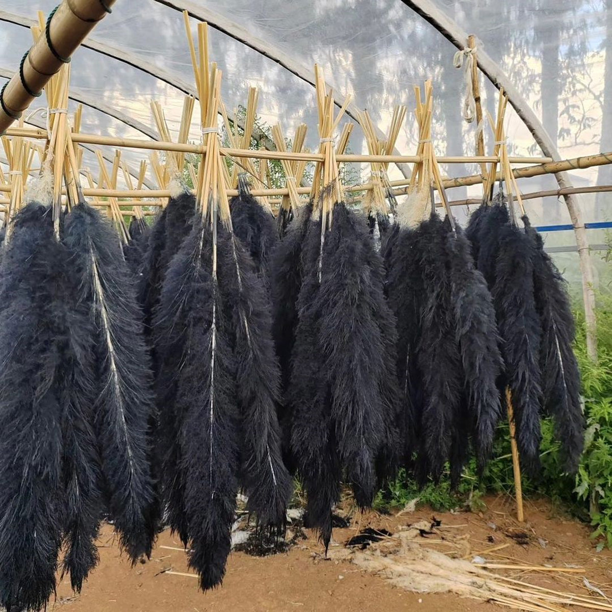 10 Stems dyed black pampas grass dried plants