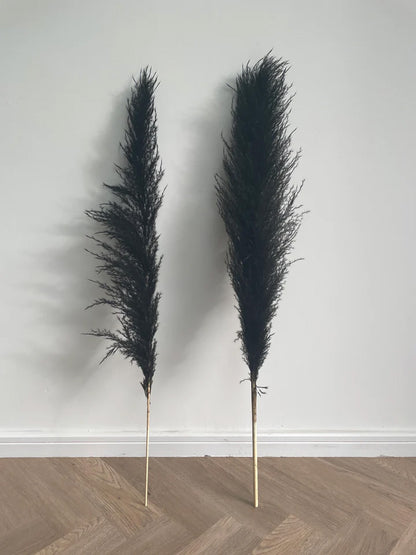 10 Stems dyed black pampas grass dried plants