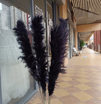 10 Stems dyed black pampas grass dried plants