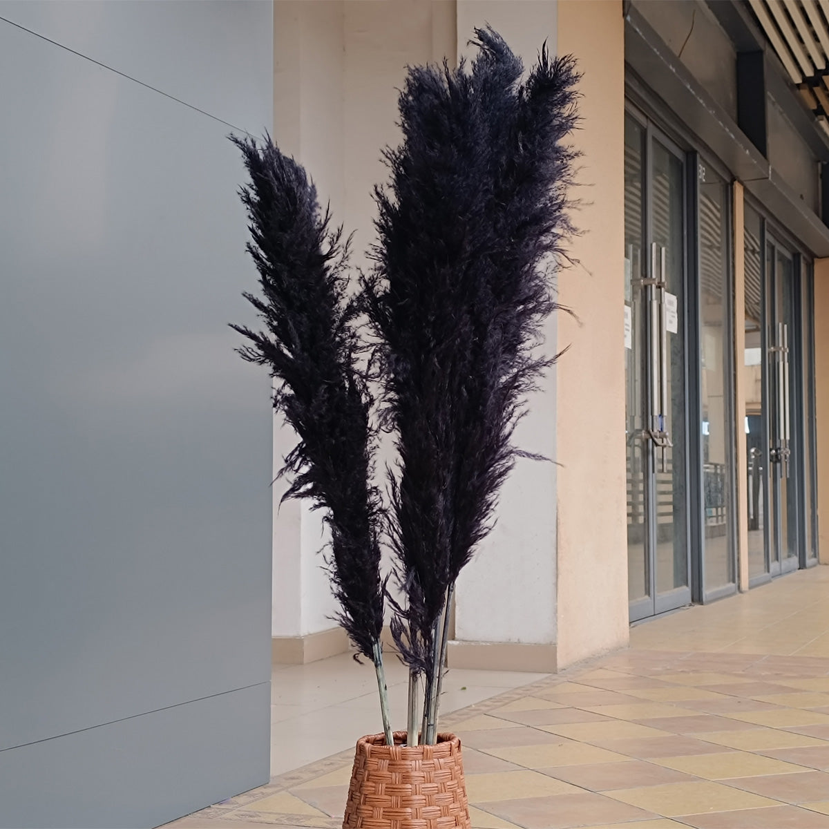 10 Stems dyed black pampas grass dried plants