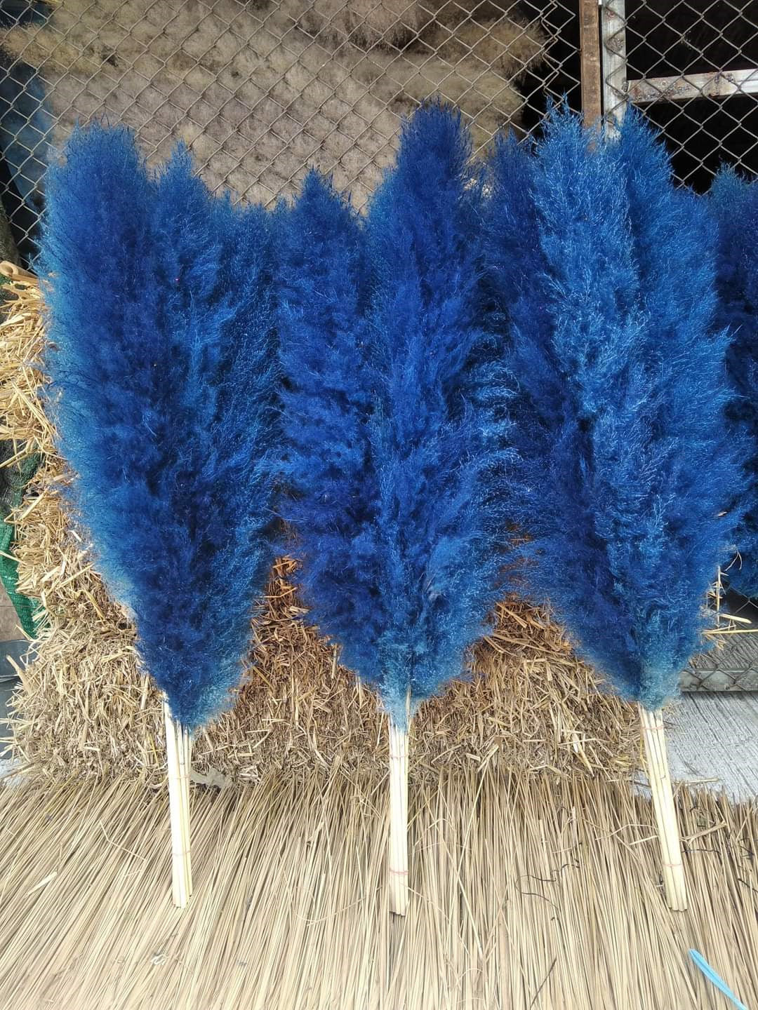 10 Stems dye to color blue pampas grass dried plants