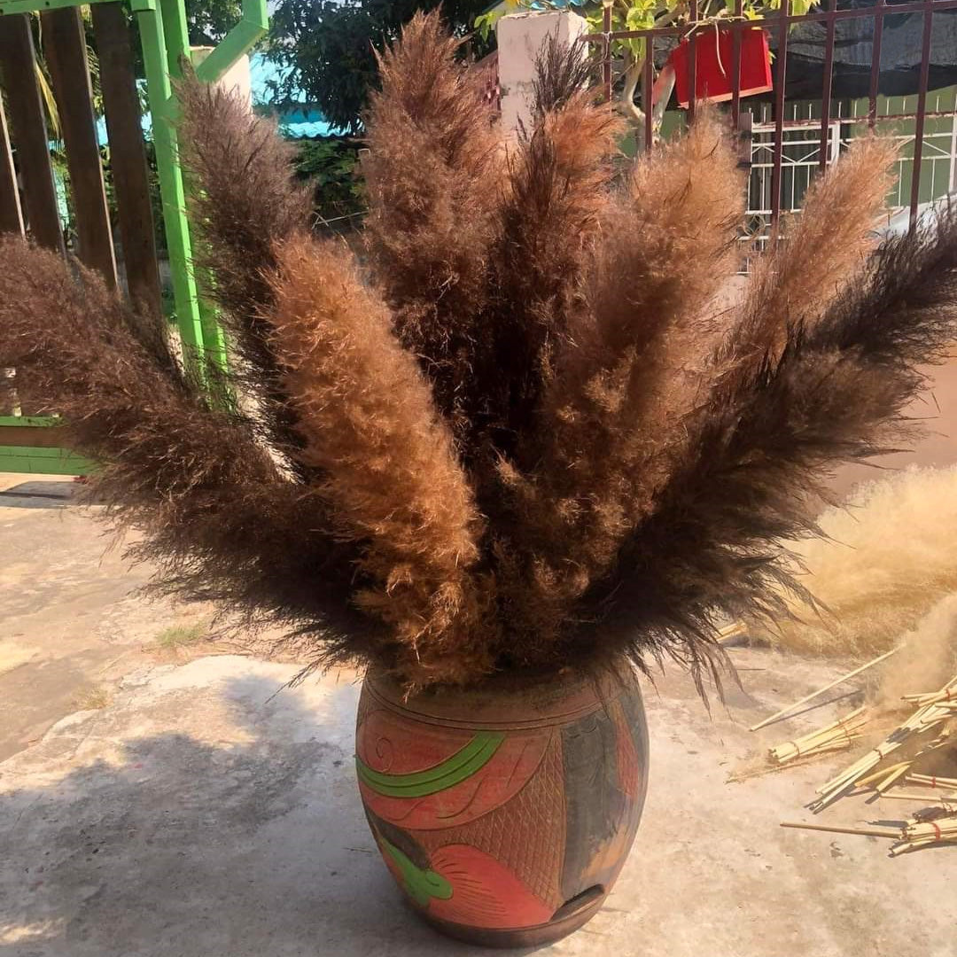 10 Stems dye to color brown pampas grass dried pants