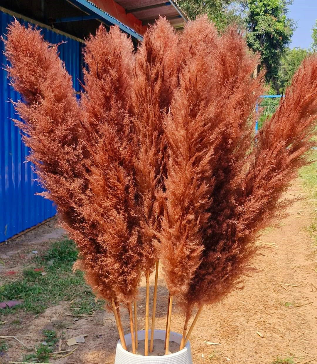 10 Stems dye to color brown pampas grass dried pants