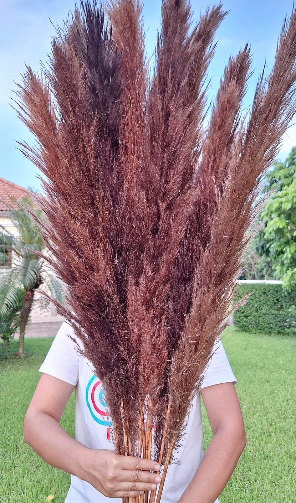 10 Stems dye to color brown pampas grass dried pants