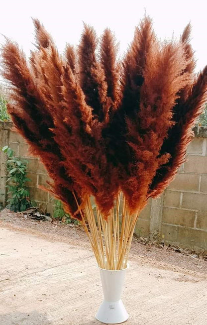 10 Stems dye to color brown pampas grass dried pants