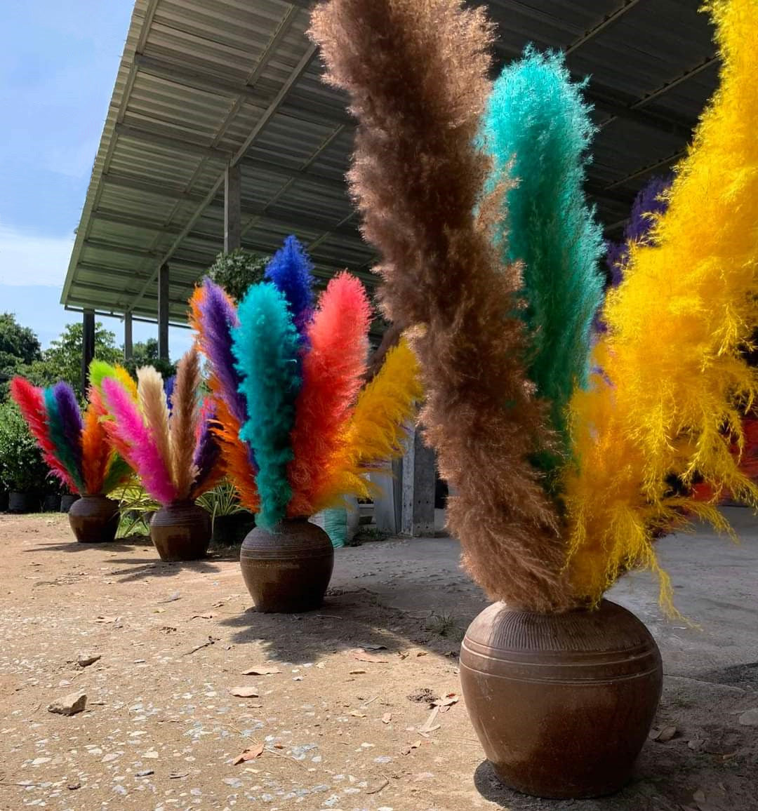 10 Stems dye to color brown pampas grass dried pants