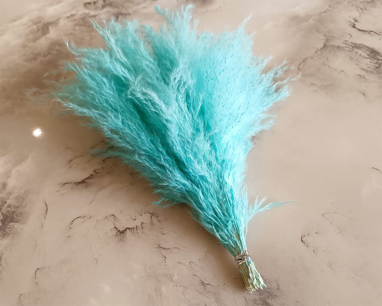 Cyan dried pampas grass fluffy plumes