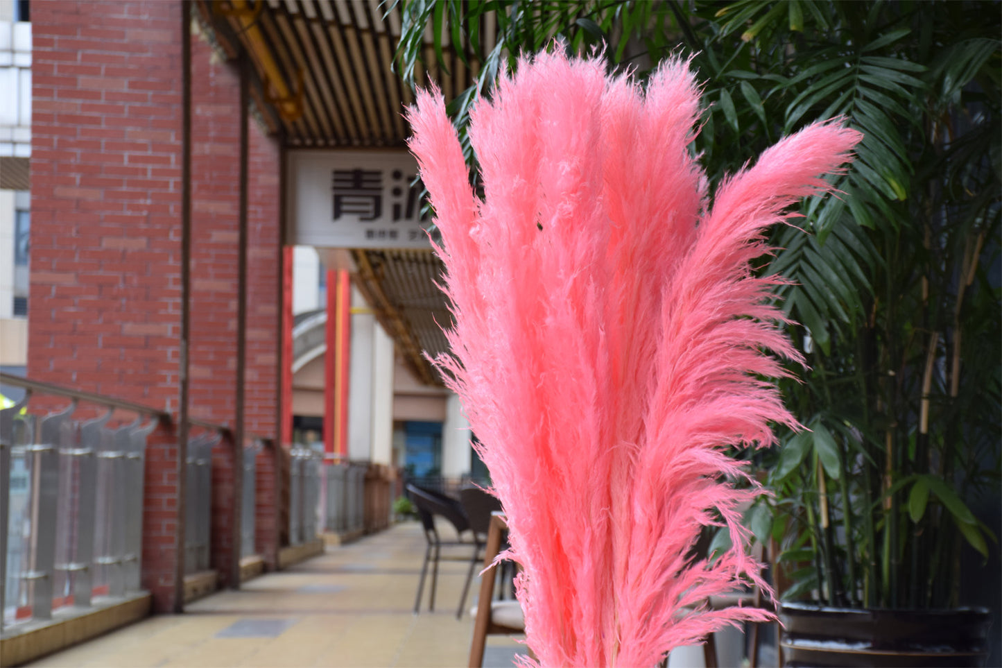 10 Stems dye to color flamingo pink pampas grass dried plants