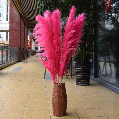 10 Stems dye to color hot pink pampas grass dried plants