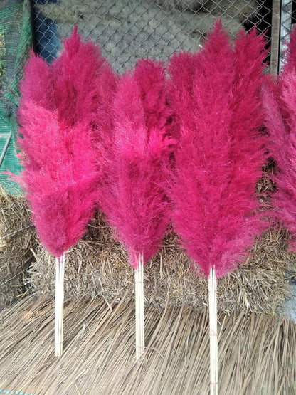 10 Stems dye to color fuchsia pampas grass dried plants