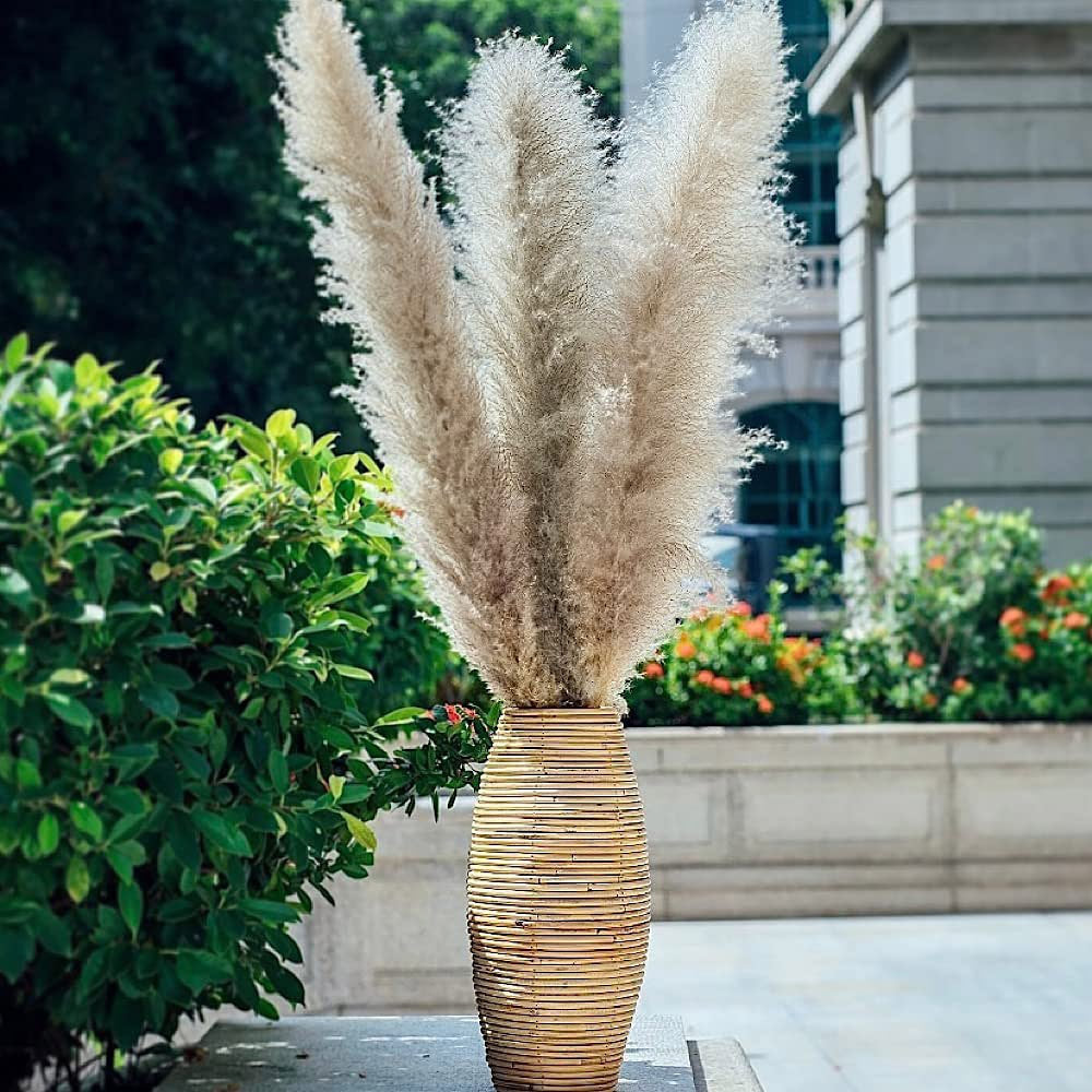 10 Stems natural grey pampas grass dried plants