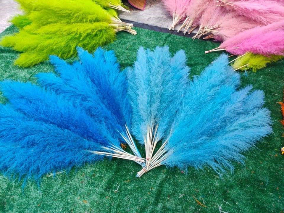 10 Stems dye to color light-blue pampas grass dried plants