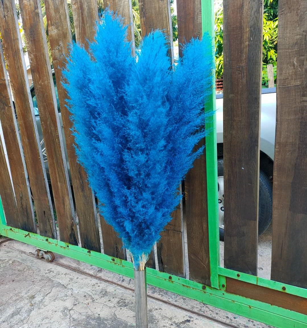 10 Stems dye to color light-blue pampas grass dried plants