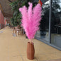 Customize 10pcs 4 feet dye to colors pampas grass dried flowers