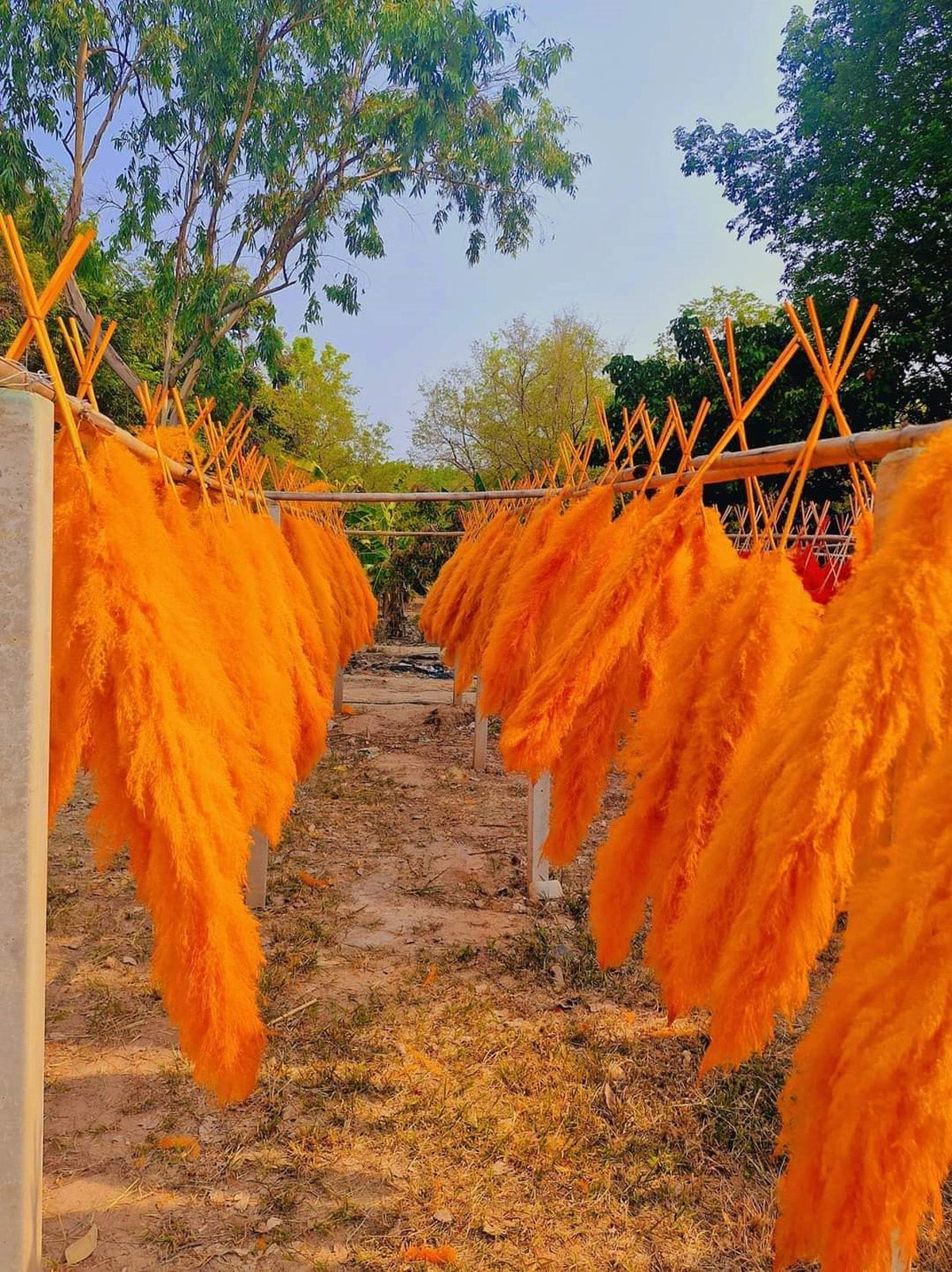 10 Stems dye to color orange pampas grass dried plants