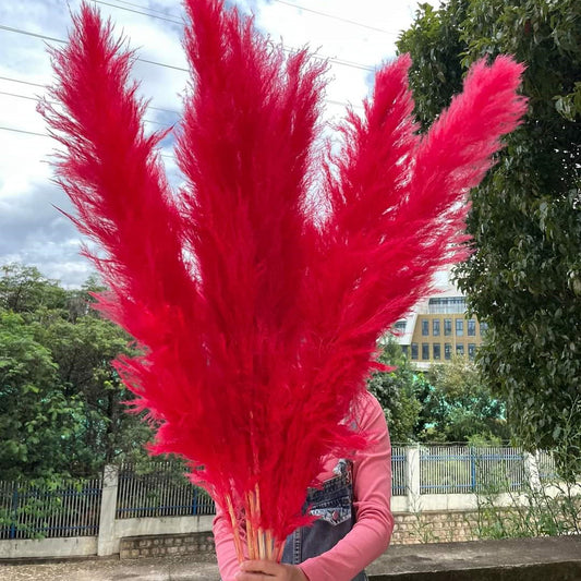 10 Stems dye to color red pampas grass dried plants