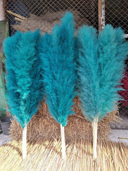 10 Stems dye to color teal pampas grass dried plants