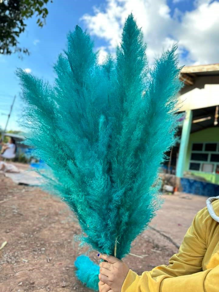 10 Stems dye to color teal pampas grass dried plants