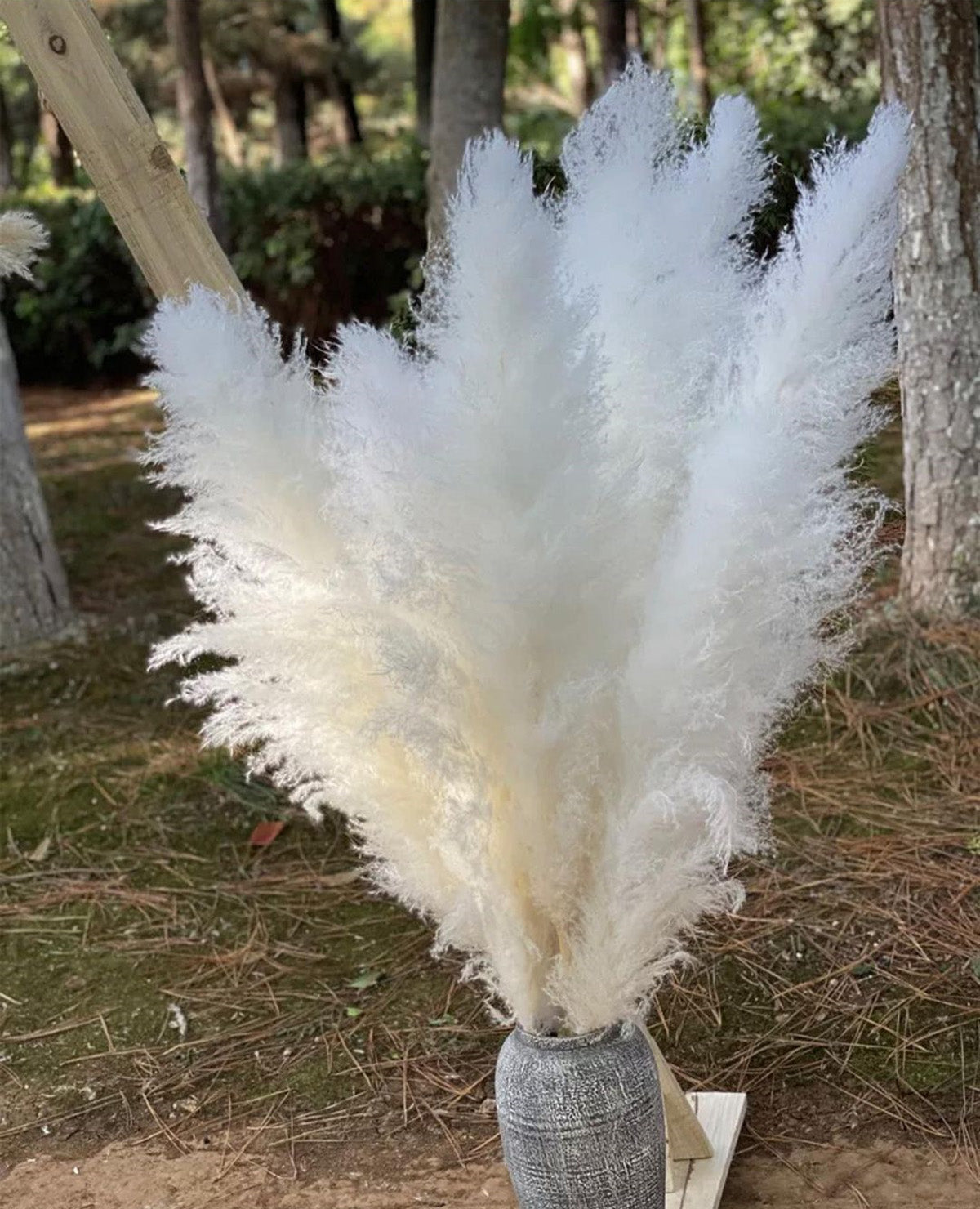 10 Stems white pampas grass dried flowers