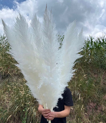 10 Stems white pampas grass dried flowers