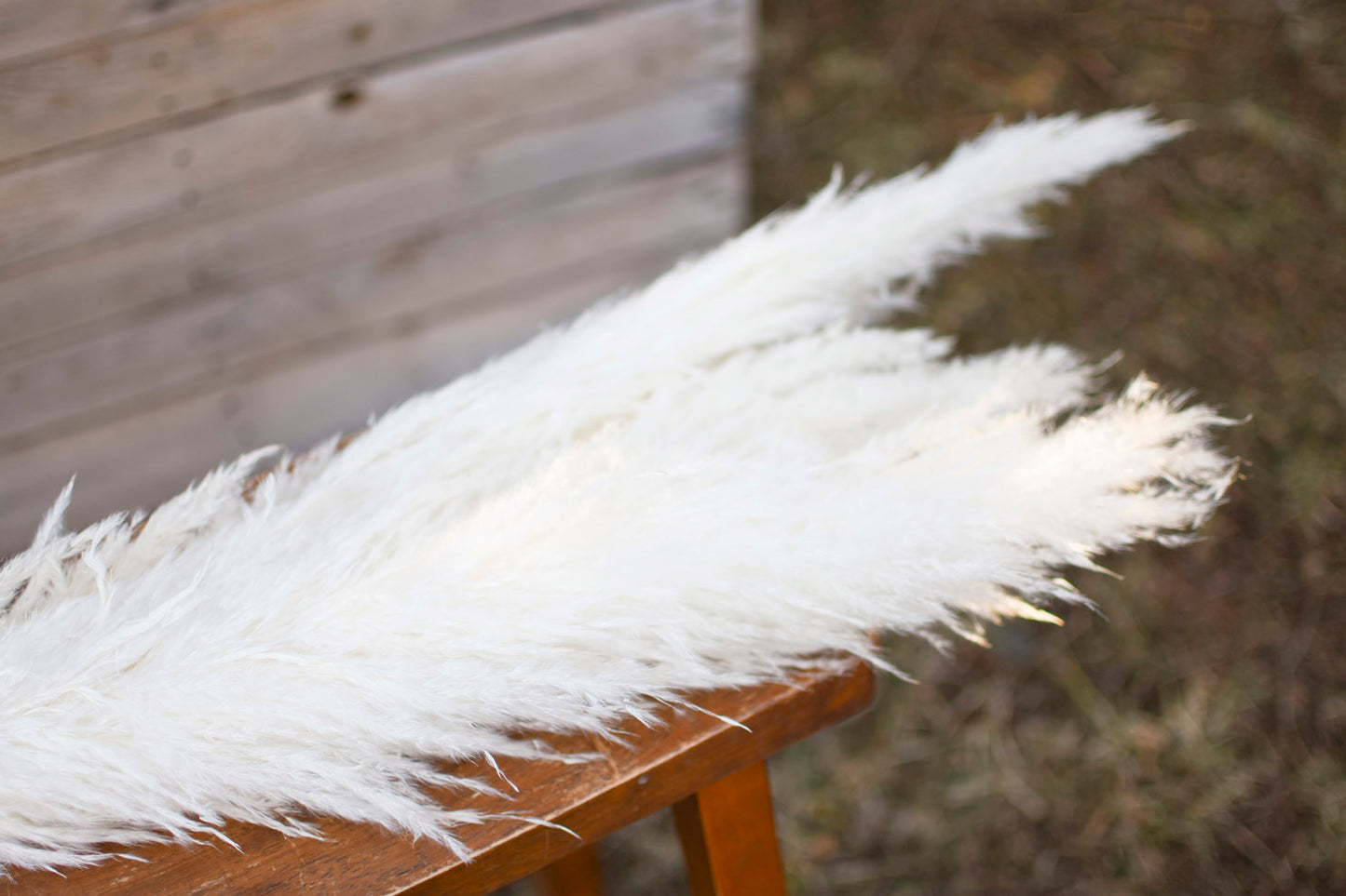 10 Stems white pampas grass dried flowers