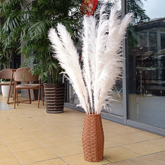 10 Stems white pampas grass dried flowers