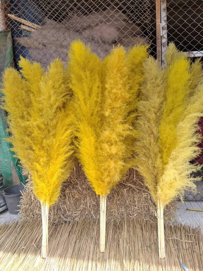 10 Stems dye to color yellow pampas grass dried plants decor