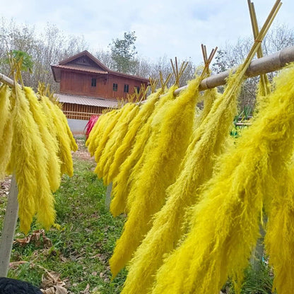 10 Stems dye to color yellow pampas grass dried plants decor