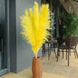 Customize 10pcs 4 feet dye to colors pampas grass dried flowers