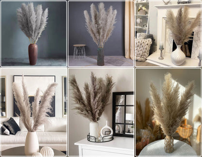 10 Stems natural grey pampas grass dried plants