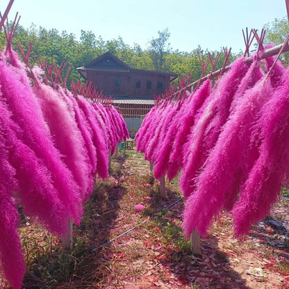 10 Stems dye to color hot pink pampas grass dried plants