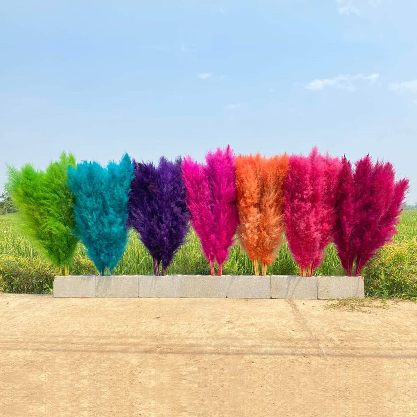 Customize 10pcs 4 feet dye to colors pampas grass dried flowers