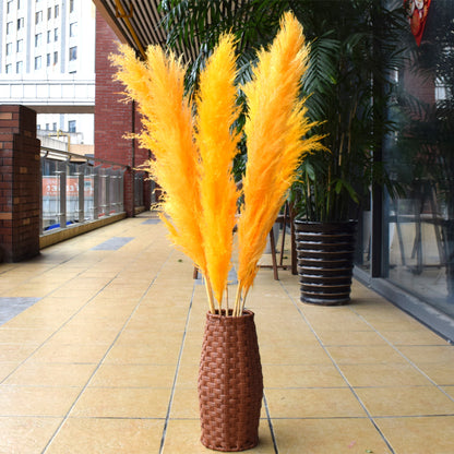 10 Stems dye to color orange pampas grass dried plants