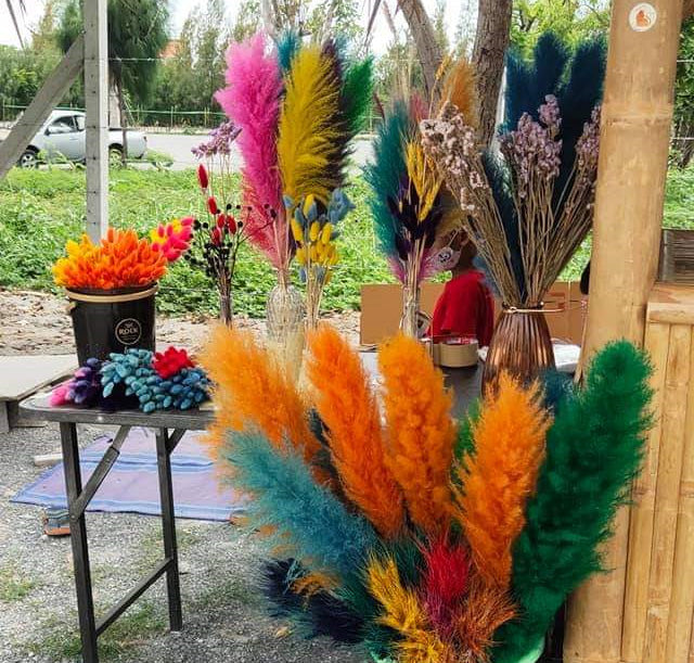 10 Stems dye to color orange pampas grass dried plants