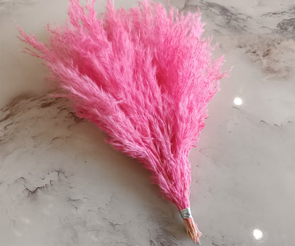 Pink fluffy dried pampas grass plumes