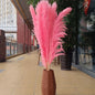 Customize 10pcs 4 feet dye to colors pampas grass dried flowers