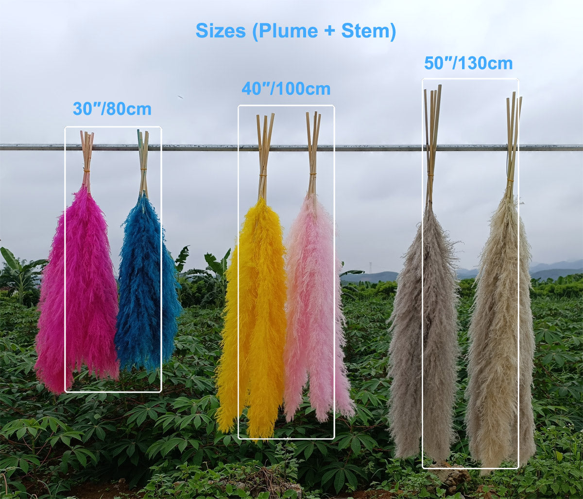 Customize 10pcs 4 feet dye to colors pampas grass dried flowers