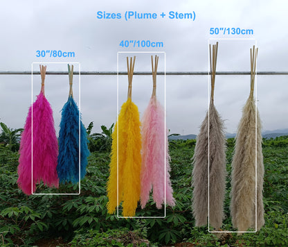 10 Stems dye to color brown pampas grass dried pants