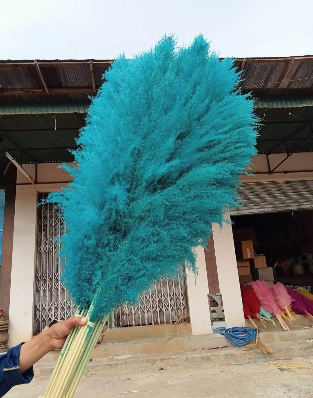 10 Stems dye to color teal pampas grass dried plants